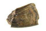 Partial Fossil Tyrannosaur (Nanotyrannus) Tooth - Montana #338727-1